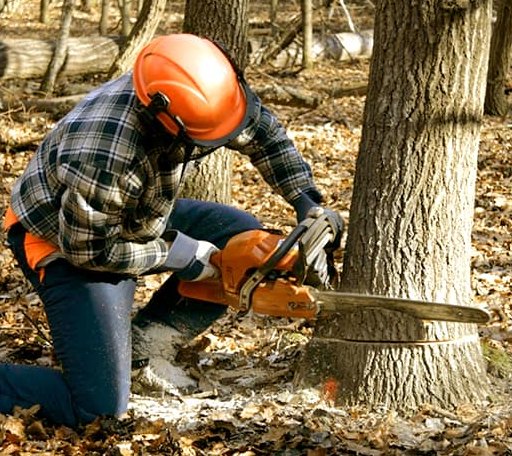 Tree Removal in Alamo, ND